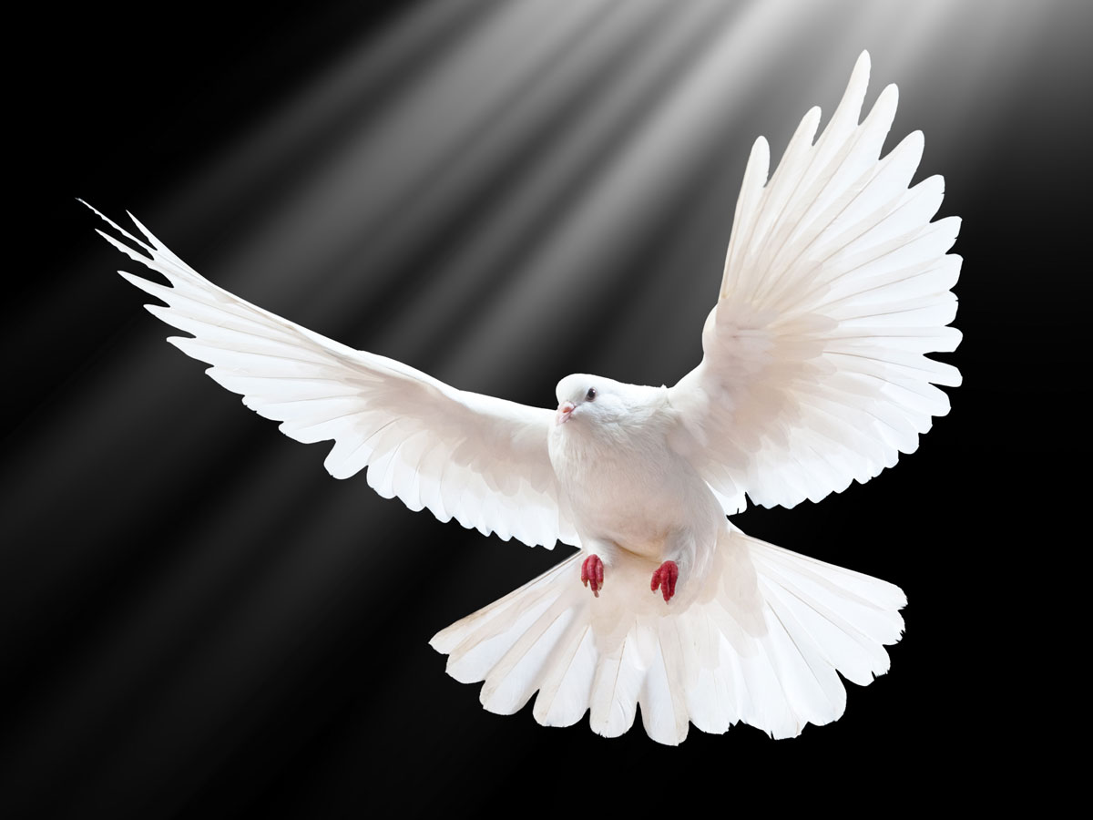 IMG-dove